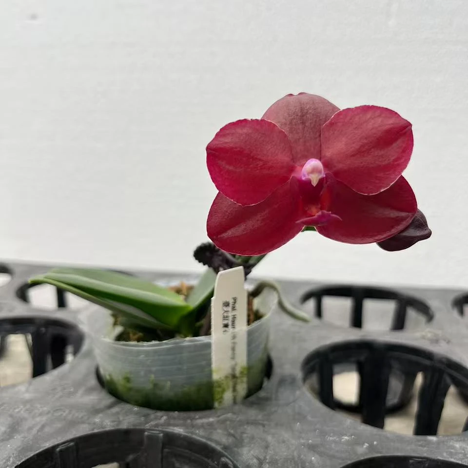 《红宝石》 蝴蝶兰开花发货室内鲜花绿植年观赏花