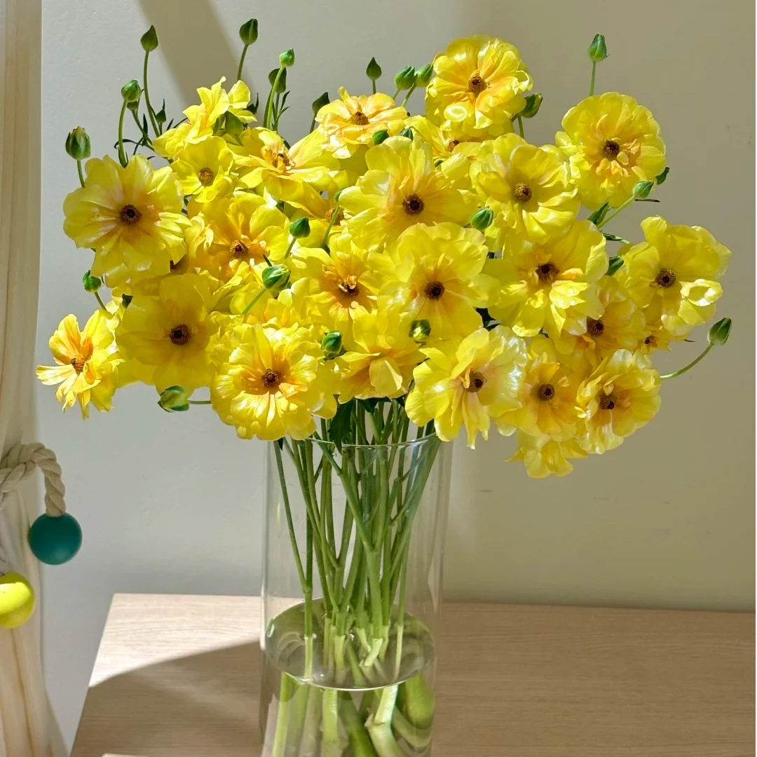 【小花优选】荧光黄蝴蝶洋牡丹