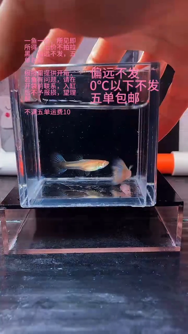 孔雀鱼孔雀鱼 21