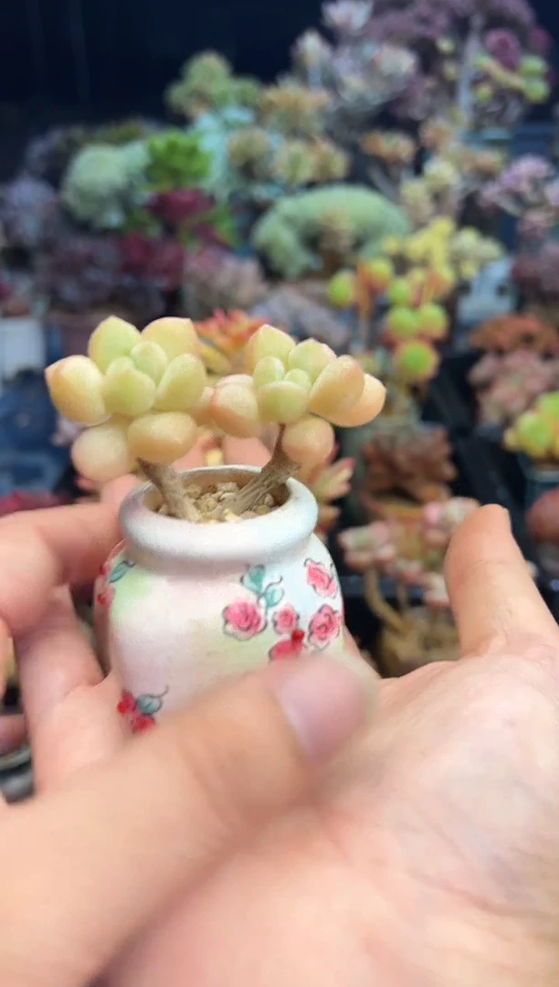 若*696          不带盆