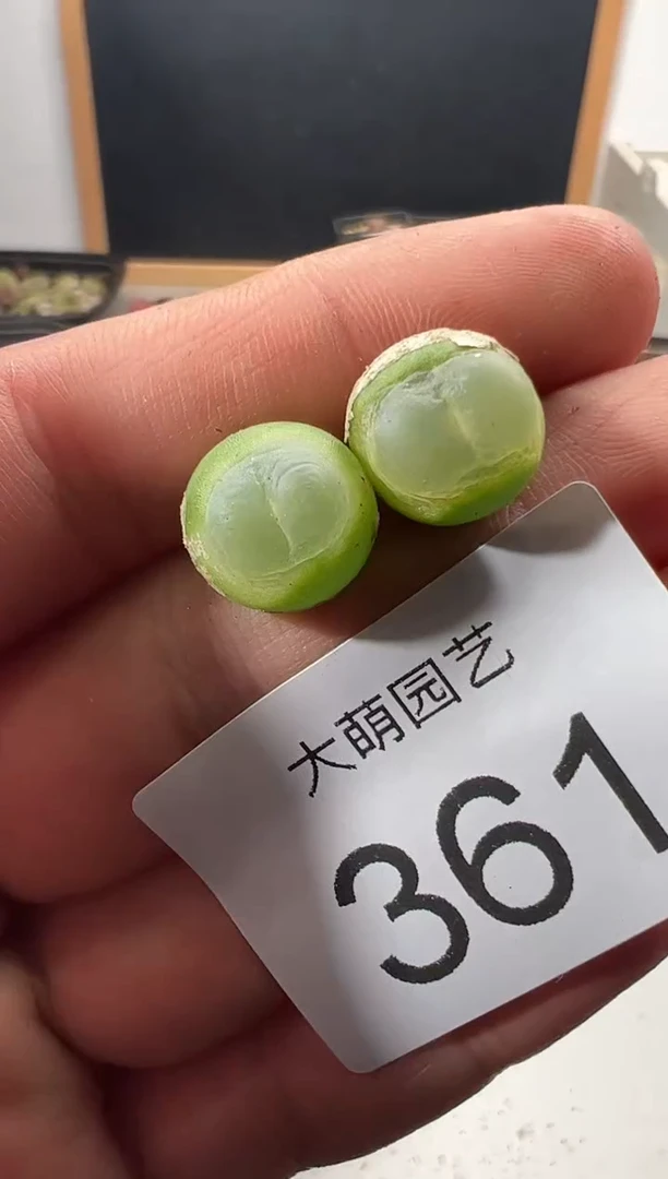 一物一拍            361