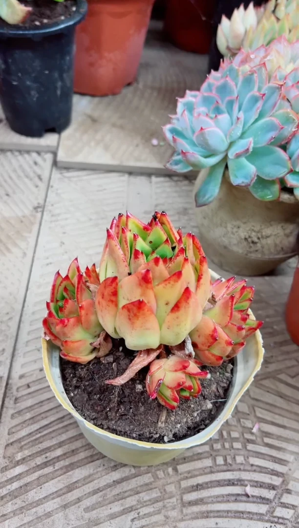 晓****️06067多肉植物一物一拍
