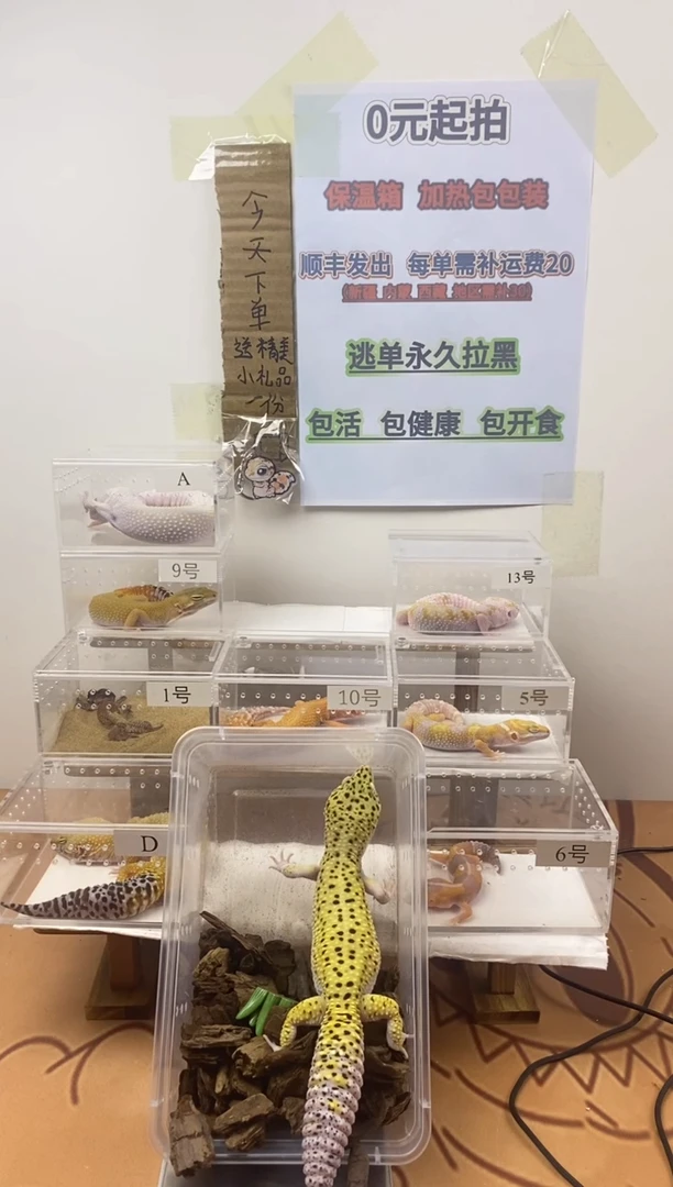 豹纹守宫豹纹守宫幼苗亚成体成体肥尾