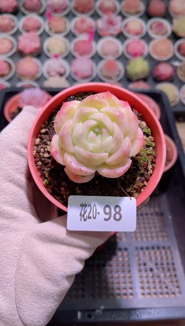 【闪购商品】20-98新品