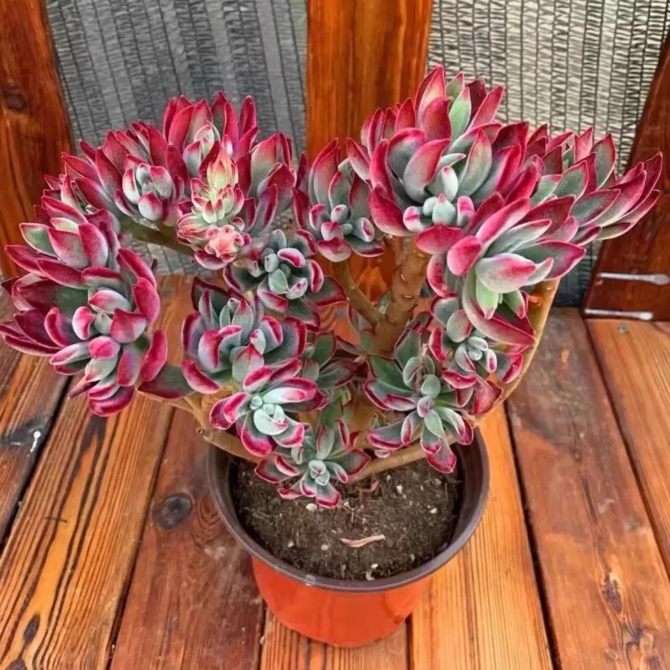 老桩路养红兔儿盆栽多头多肉新手好养阳台办公室花卉