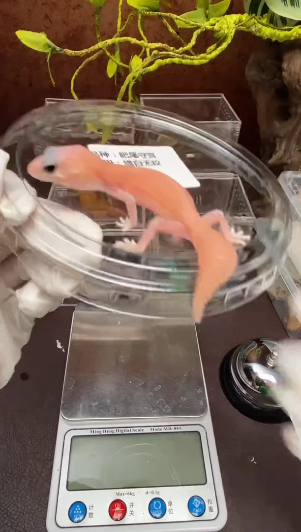 肥尾守宫鳞与尾 Scale Tail 爬宠F6