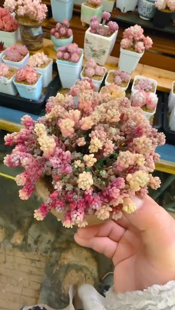 【闪购商品】春—059—仙农(姬星美人）带盆