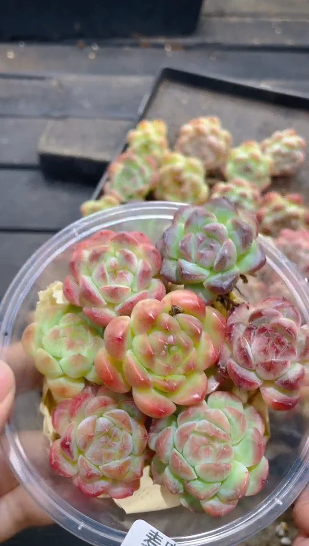 087彩珍       量拍7颗