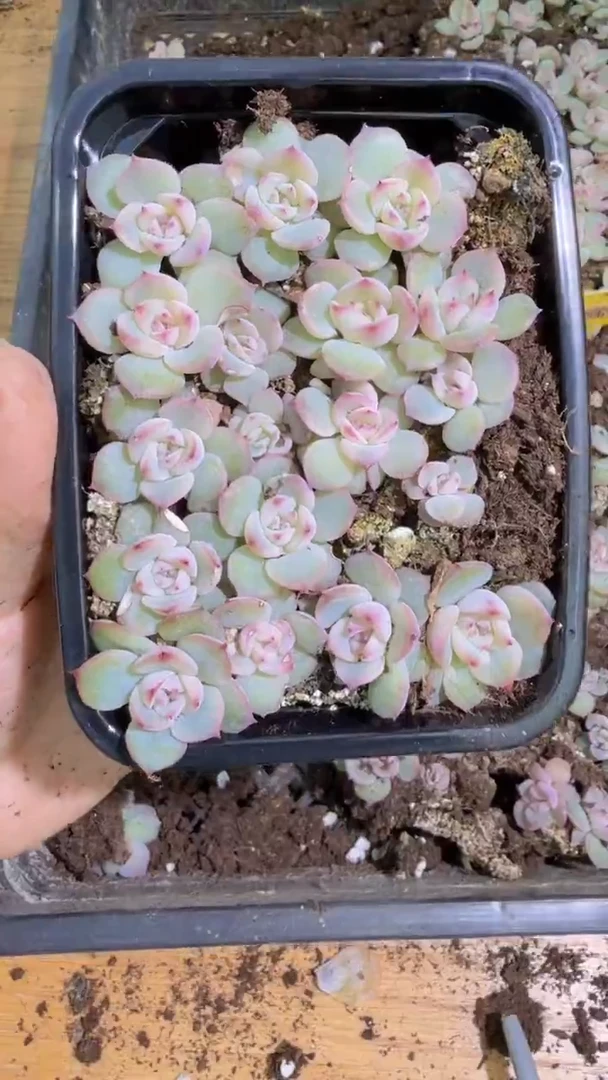 玉笛切糕 量拍多肉植物