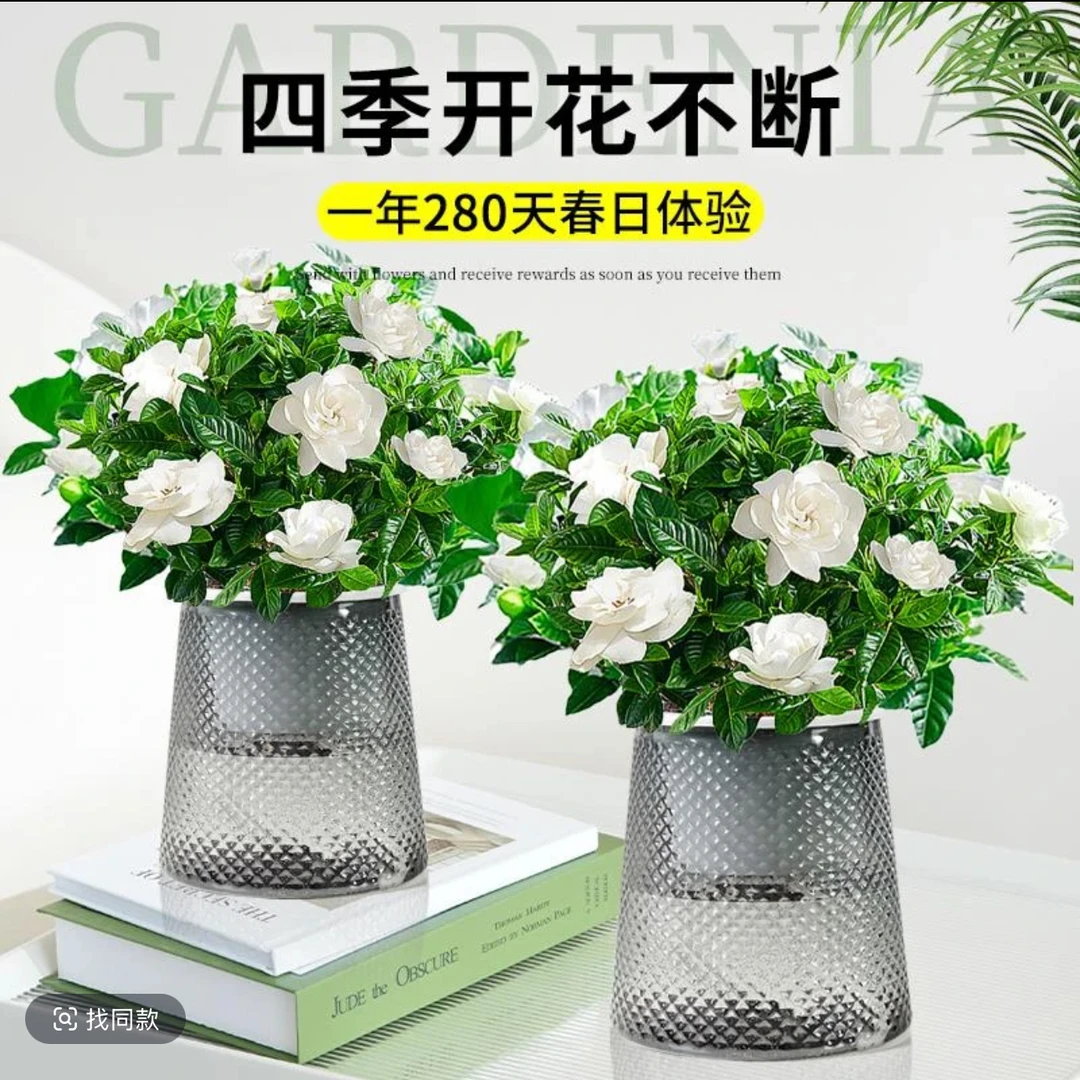 买一送一丛生栀子花带花苞水培植物四季开花室内好养懒人绿植