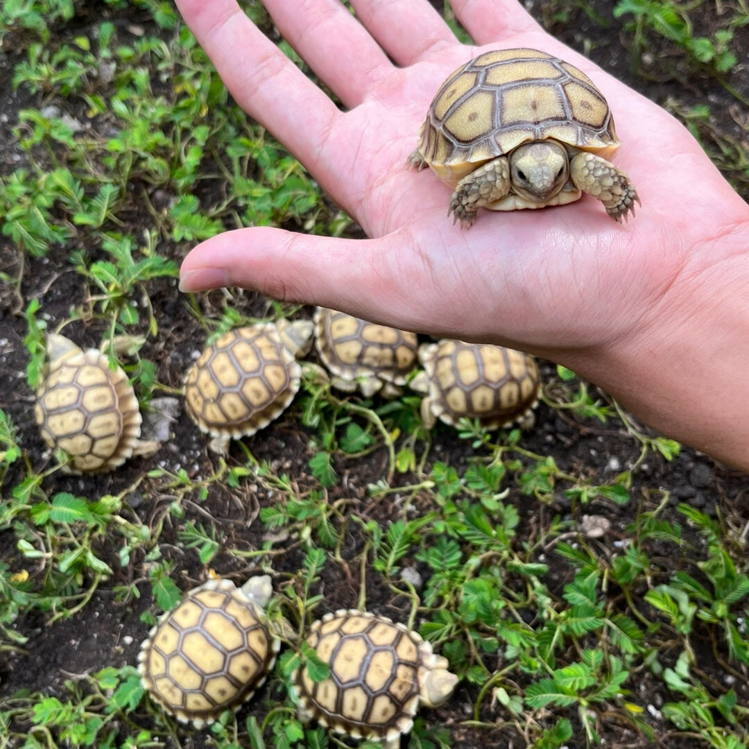 苏卡达宝宝陆龟新手入门推荐