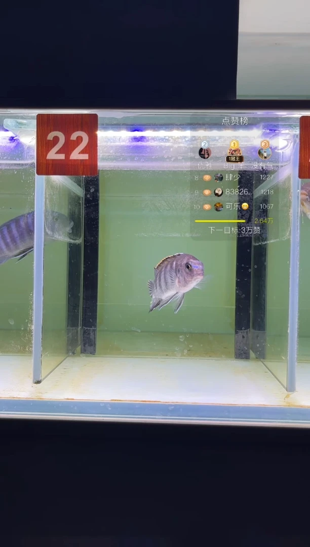 海水三湖慈鲷野生
