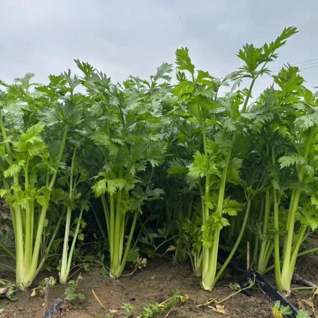 现砍现发农家自种香嫩精品西芹榨汁脆嫩可生吃蔬菜带根