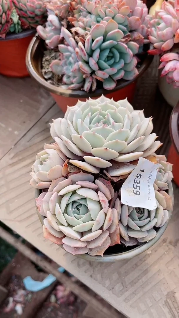 【闪购商品】15359