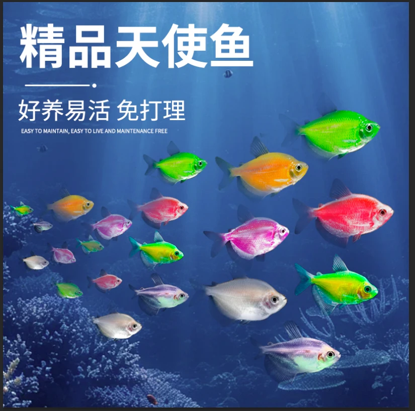 顺丰快递  3-4cm中号9色天使鱼 随机发