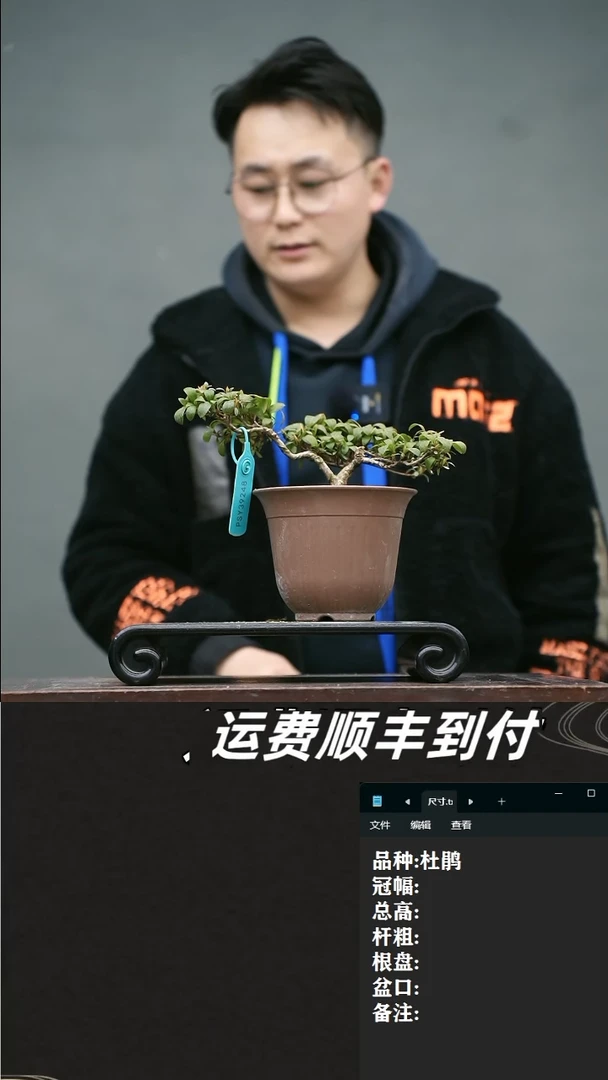 【闪购商品】4 杜鹃