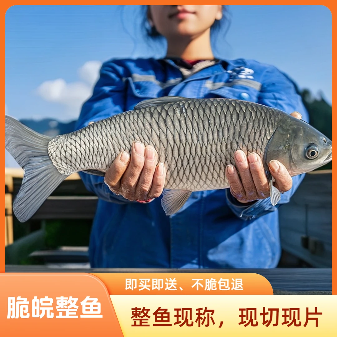 【黔方有渔】脆脘鱼整条鱼5000g/份
