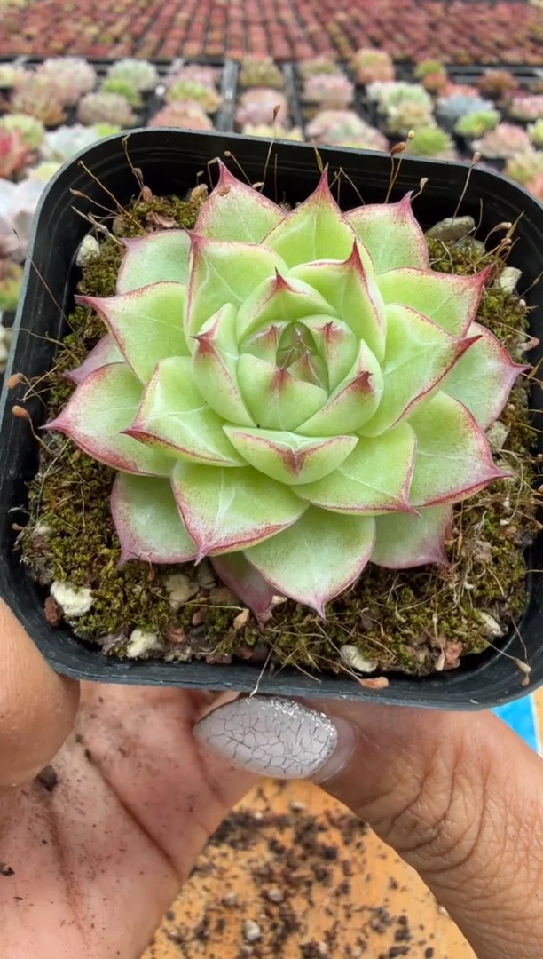 东云多肉园二店-258