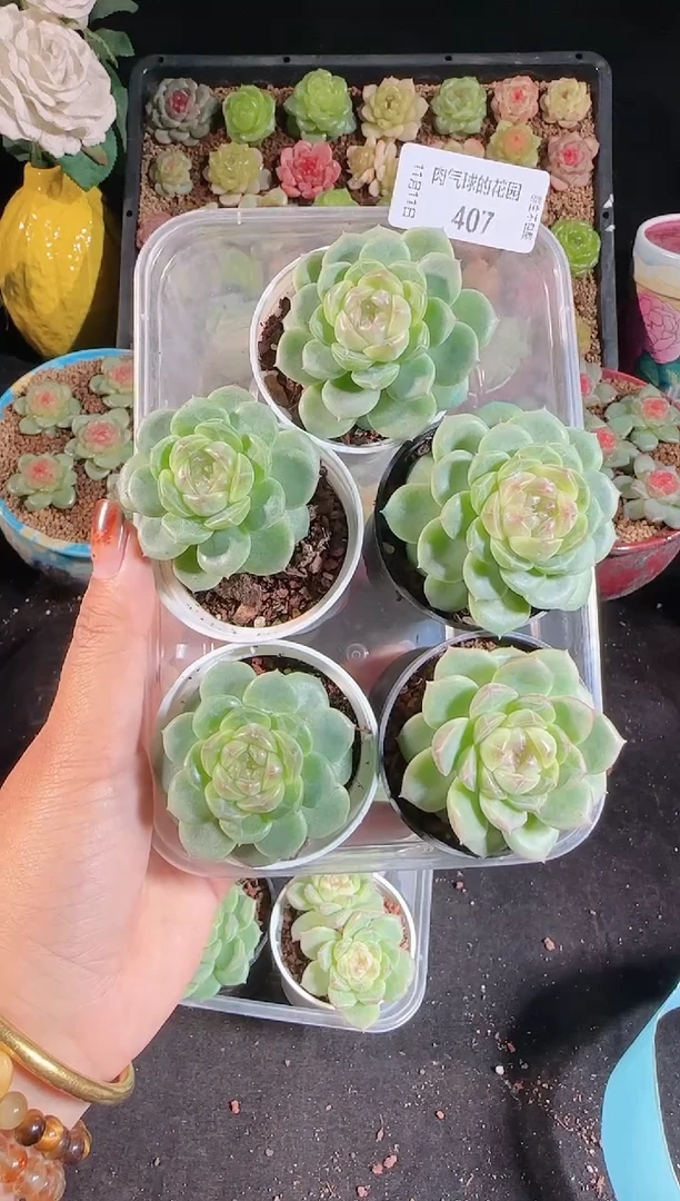 1111-407冰心13量拍（群生不包整）