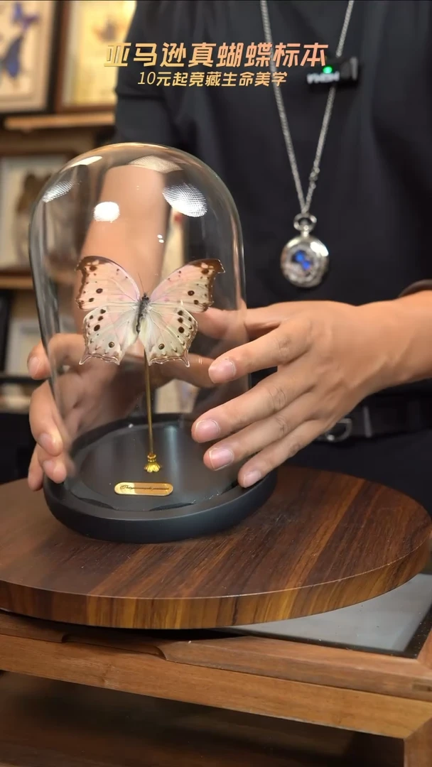 蝴蝶标本摆件竞拍c19