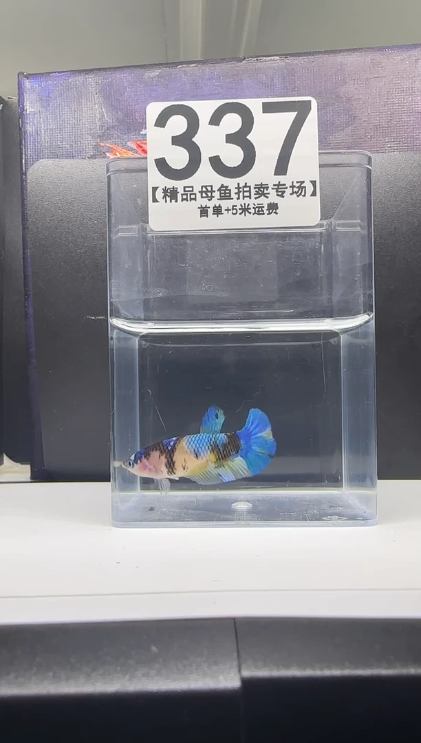 斗鱼母鱼编号：337