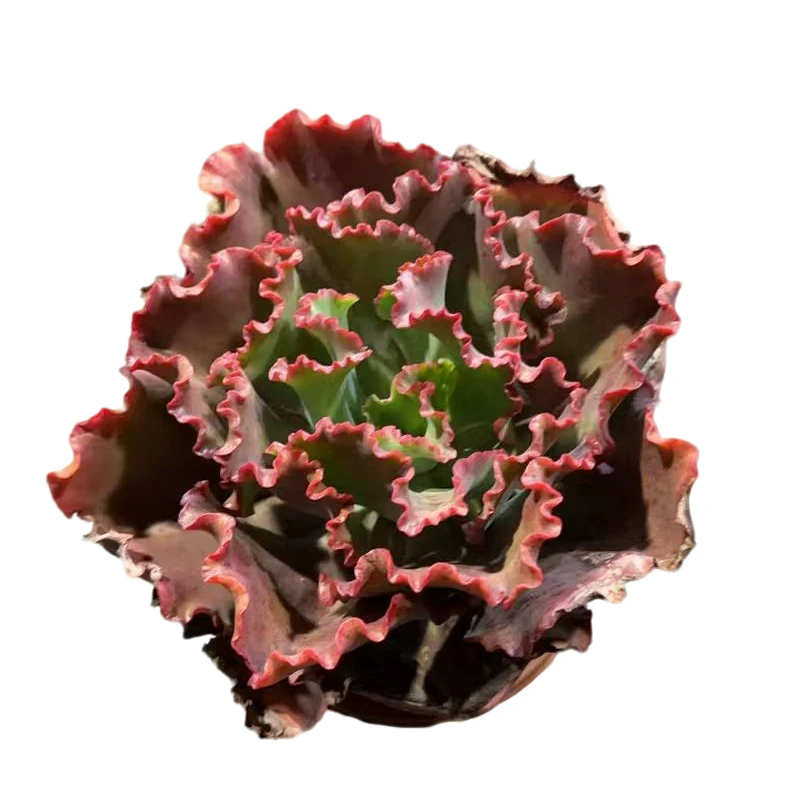 精品多肉   蓝色妖姬