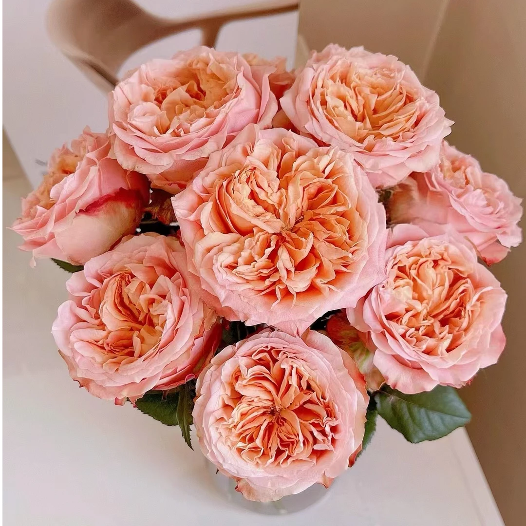 【独鬏鬏优选】A级鲜花 [方可桃] 单头玫瑰 家居瓶插装饰 鲜活采摘