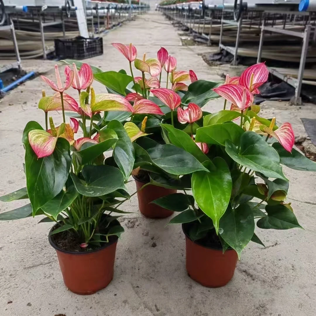 彩掌利维姆四季开花带花发货原盆带盆盆栽花卉绿植