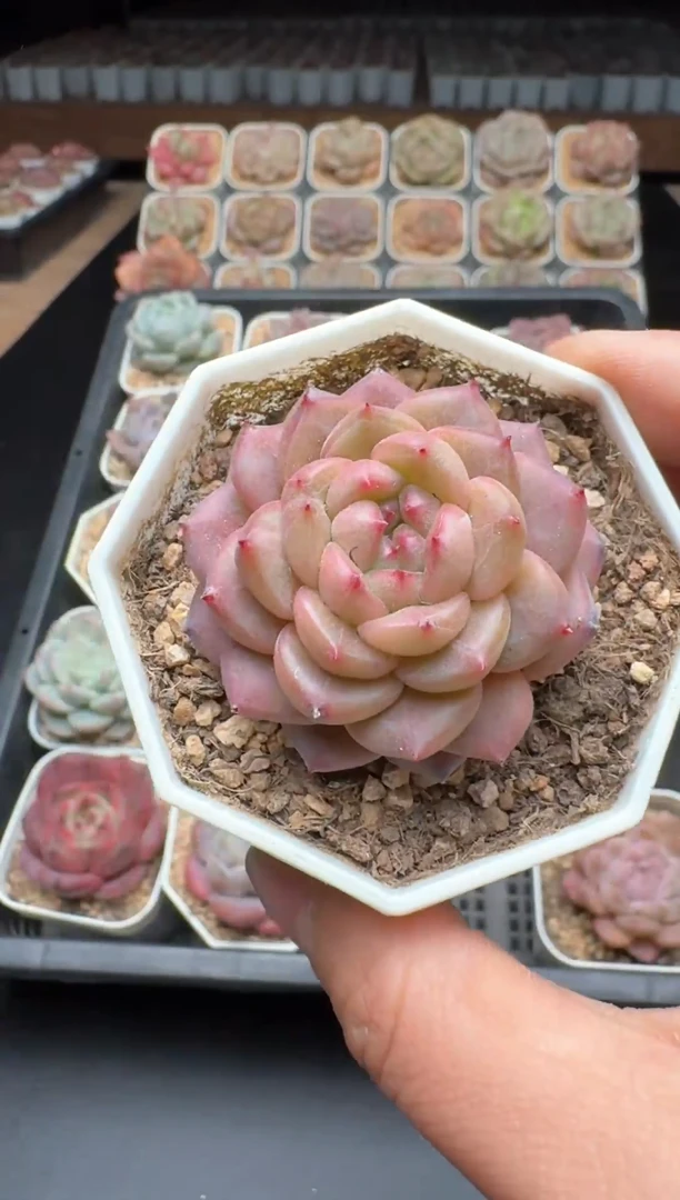 【闪购商品】984号一物一拍珍妮多肉花卉植物3颗起发