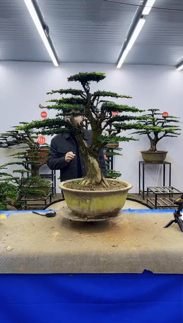 完全开放一物一拍，所见即所得