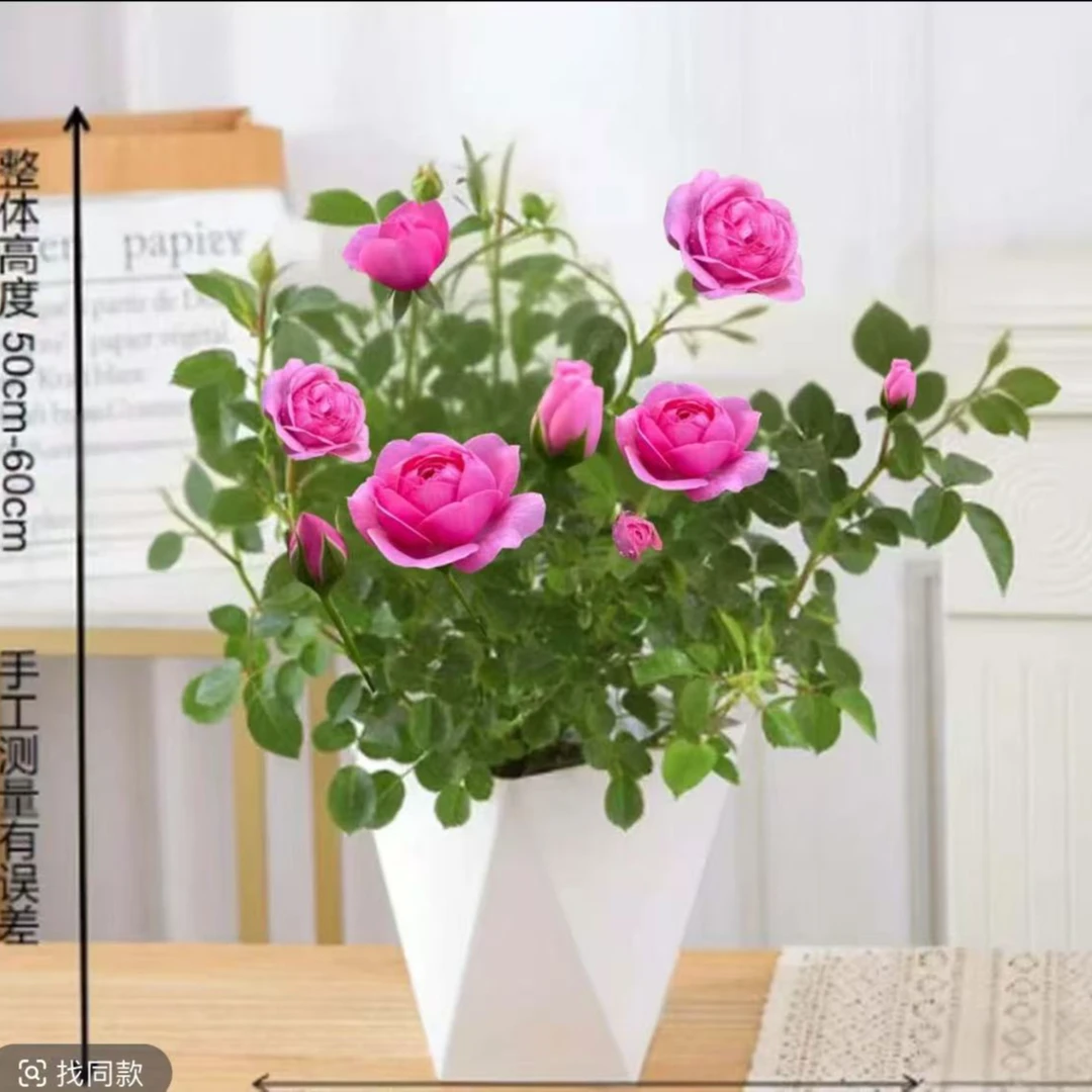 粉色淑女月季花盆栽庭院绿植四季开花卉室内外好养