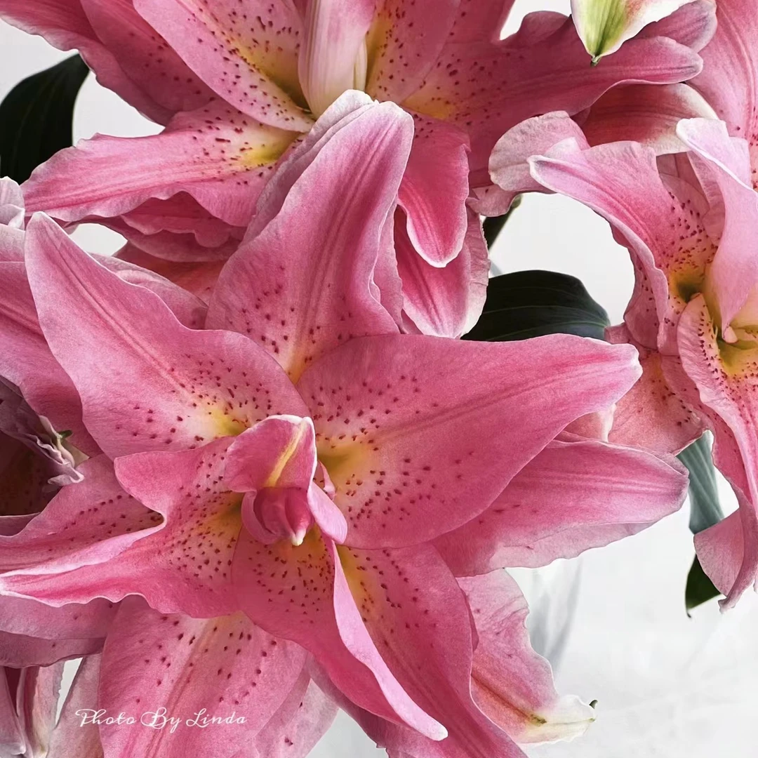 双头【红蜜糖】重瓣百合 栀子柠檬清香 夏天小清新吸色 粉白色