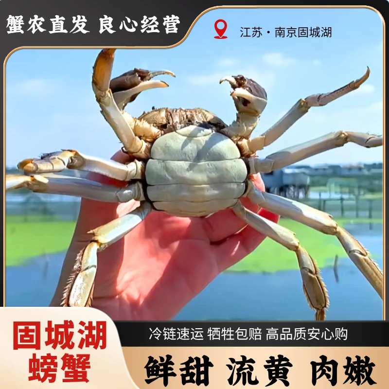 【活蟹】14只全母蟹江苏河蟹1.3-1.6两 京东冷链发货