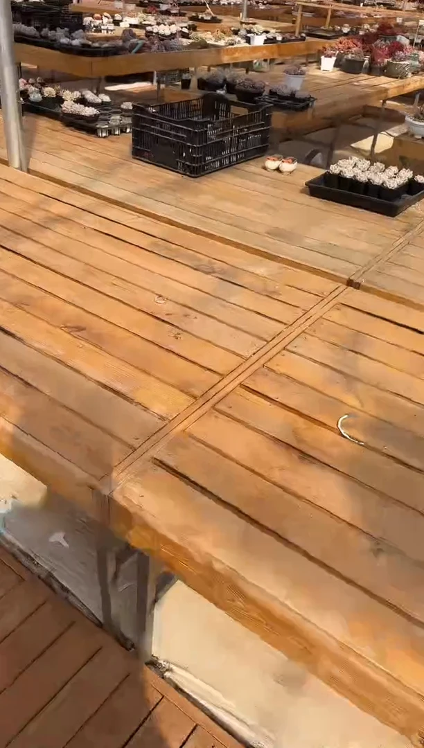 【闪购商品】0219-143多肉2颗（大魔王专拍）