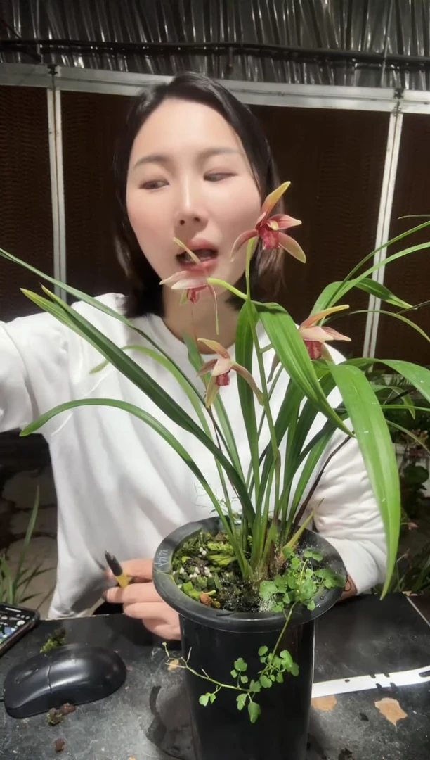无花朵建兰仙山红2苗