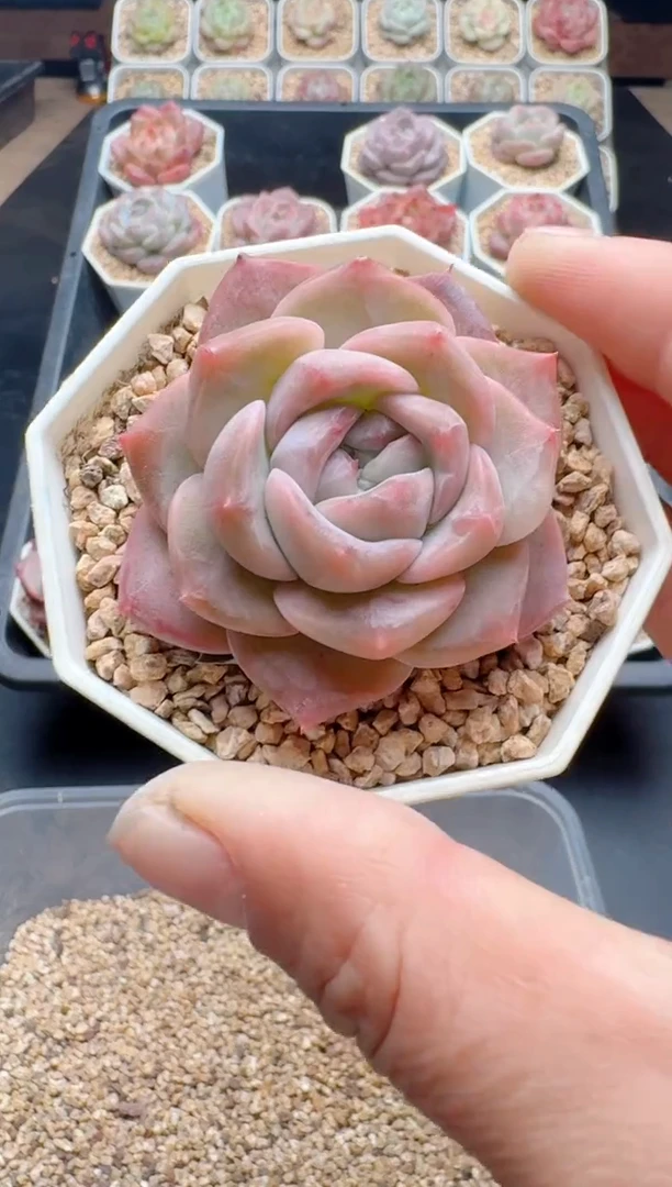 【闪购商品】490A多肉带盆土6.5杯当天拍3颗包柚