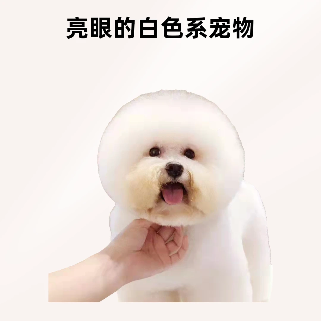 【比熊洗澡】【基础】洗护｜10斤内狗狗洗澡宠物洗澡