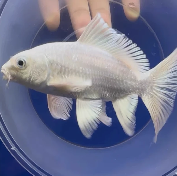 正宗台湾蝴蝶鲤普身精品贵妃观赏鱼