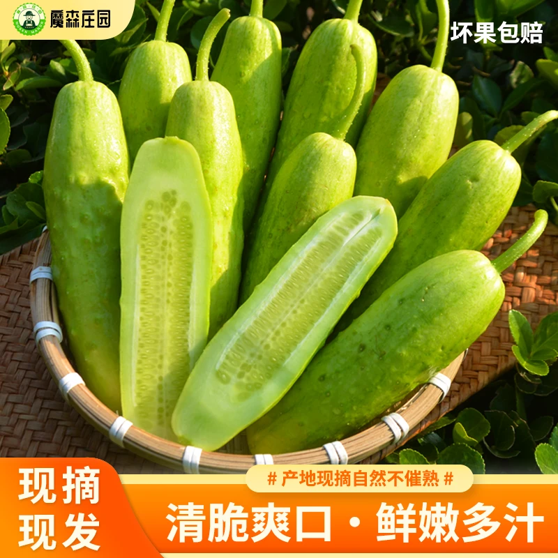 【翠玉黄瓜】新鲜现摘山东水果黄瓜生吃孕妇清脆爽口3/5斤