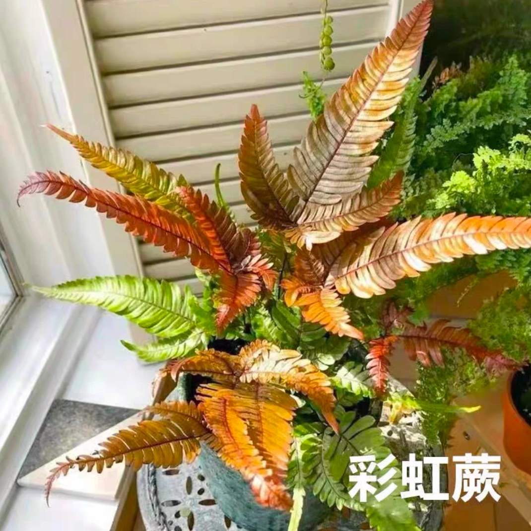 彩虹蕨 室内外盆栽地栽庭院花镜花箱好养