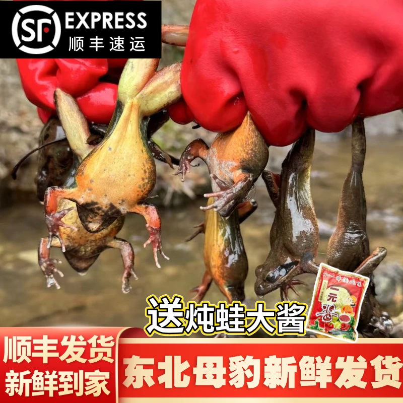【东北林蛙】2东北新鲜蛤蟆公狗子母豹子满籽满油
