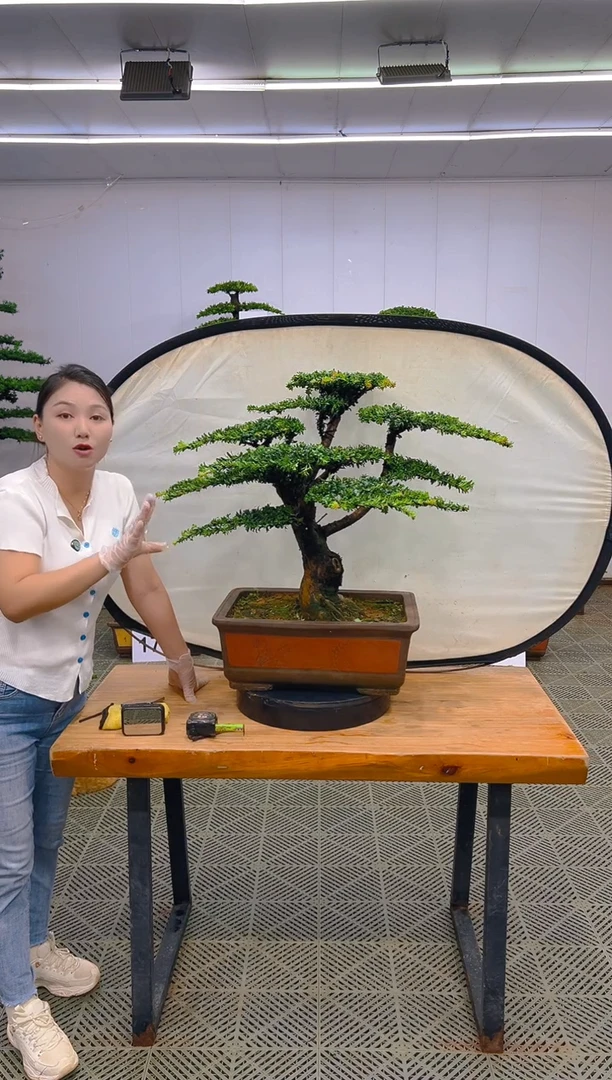 无花朵一物一拍一物一拍
