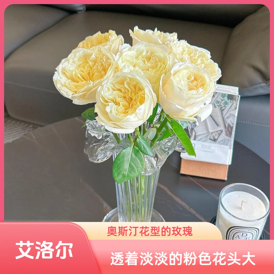 【专享·丽江】艾洛尔玫瑰鲜10枝 云南鲜花任意花材两单顺丰空运