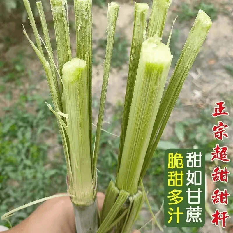 甜杆种子小甜杆多汁北方四季种植水果甜高粱杆甜杆种籽