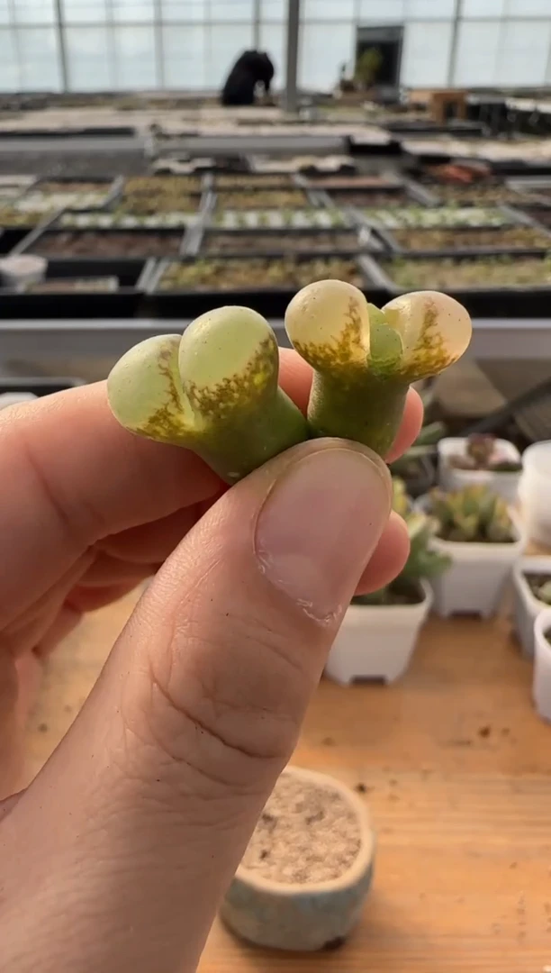 【闪购商品】9-261