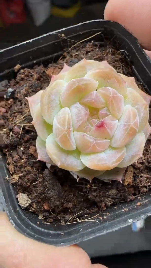 【闪购商品】一物一拍0214—171