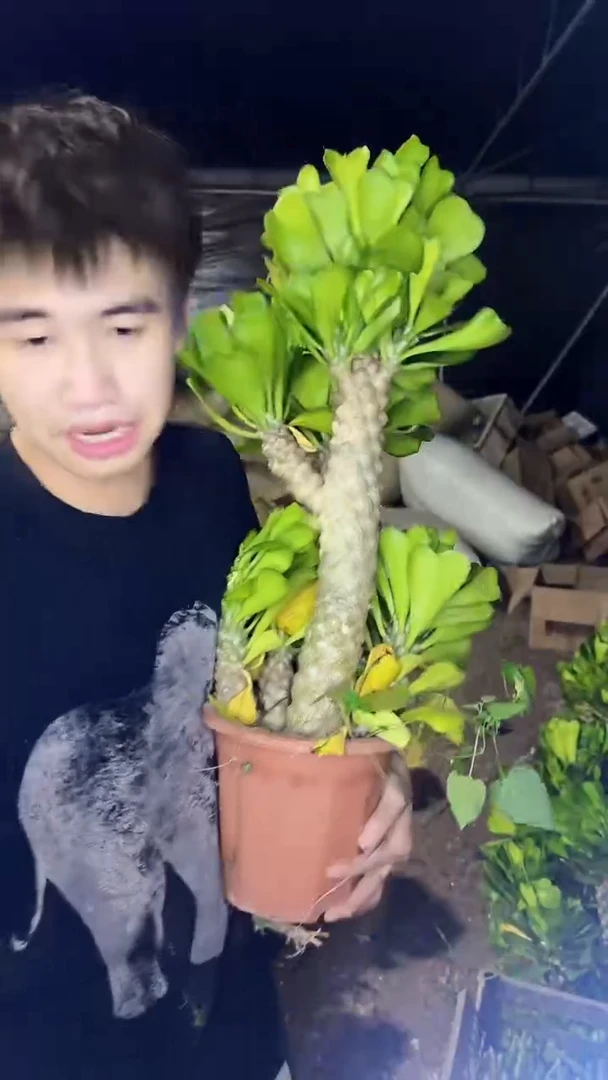 青叶扇贝麒麟【带根】