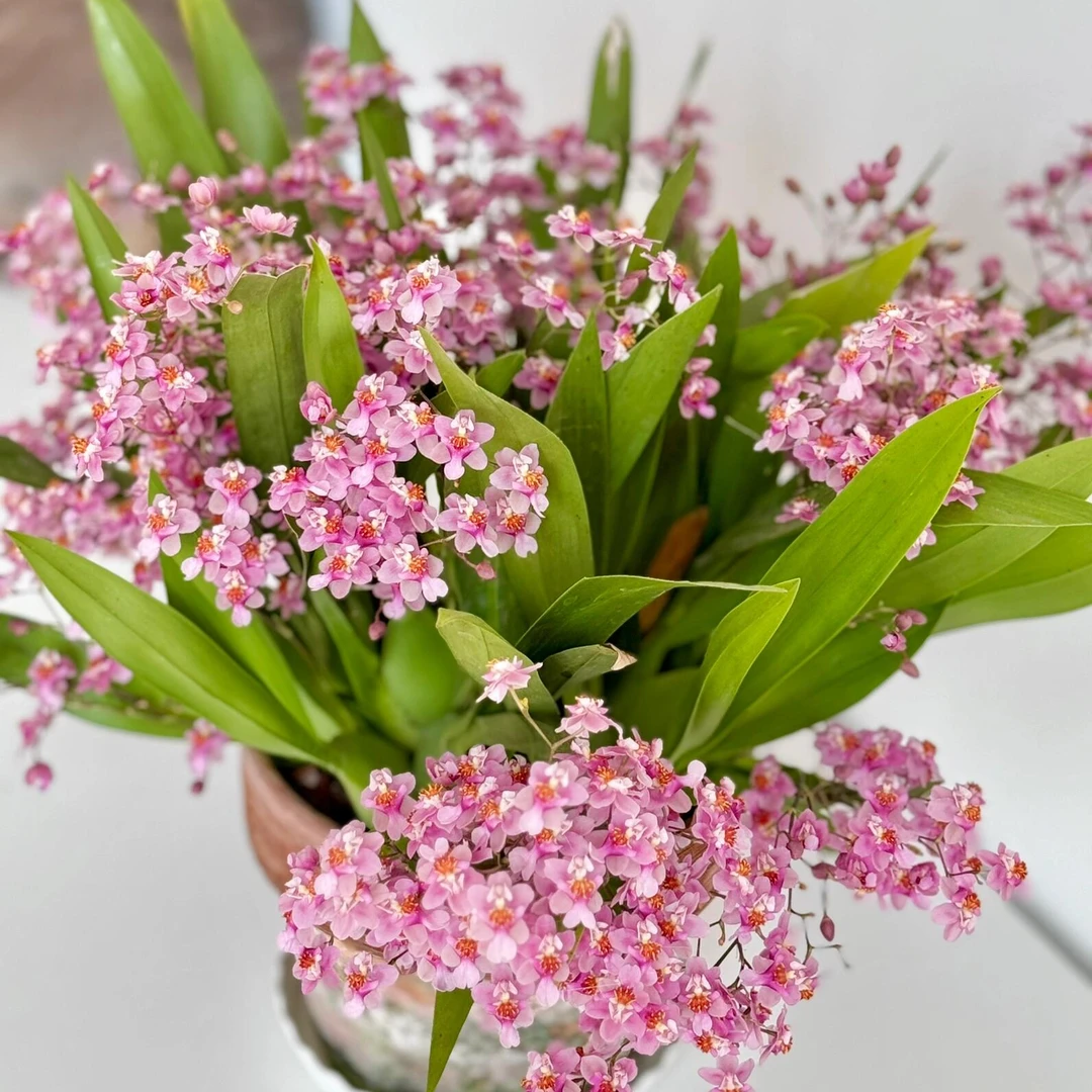 梦香兰光棕粉（4-6枝）带花苞盆栽绿植，云南基地直发