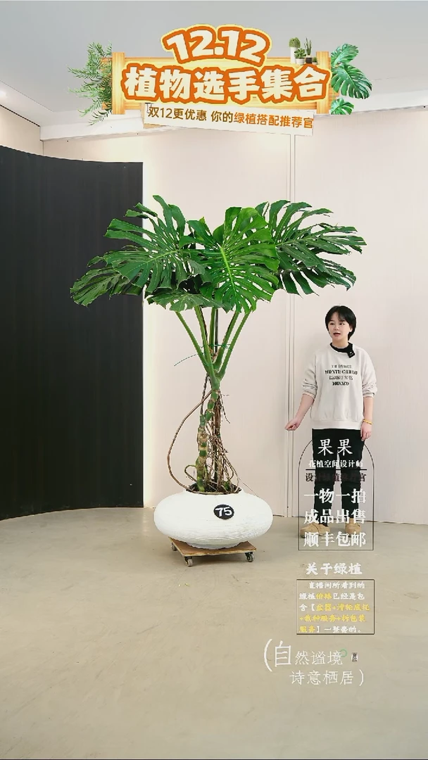无花朵M****e大老桩龟背竹连盆种好栽好一整套送货上门