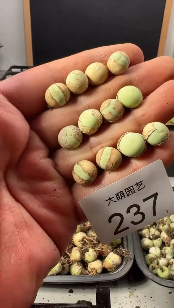 一物一拍         237